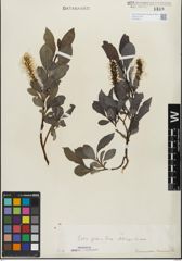 Foto von Salix glabra Scop.